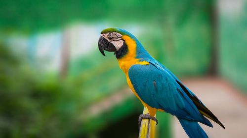 Free Colorful blue and yellow macaw perched outdoors with a blurred green background. Stock Photo