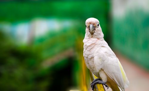Free Vibrant image of a sulphur-crested cockatoo perched outdoors with a blurred green background. Stock Photo