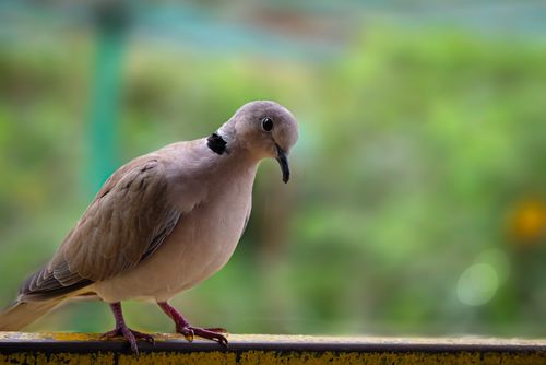 Free Close-up photo of a Eurasian Collared Dove perched outdoors with a blurred green background. Stock Photo