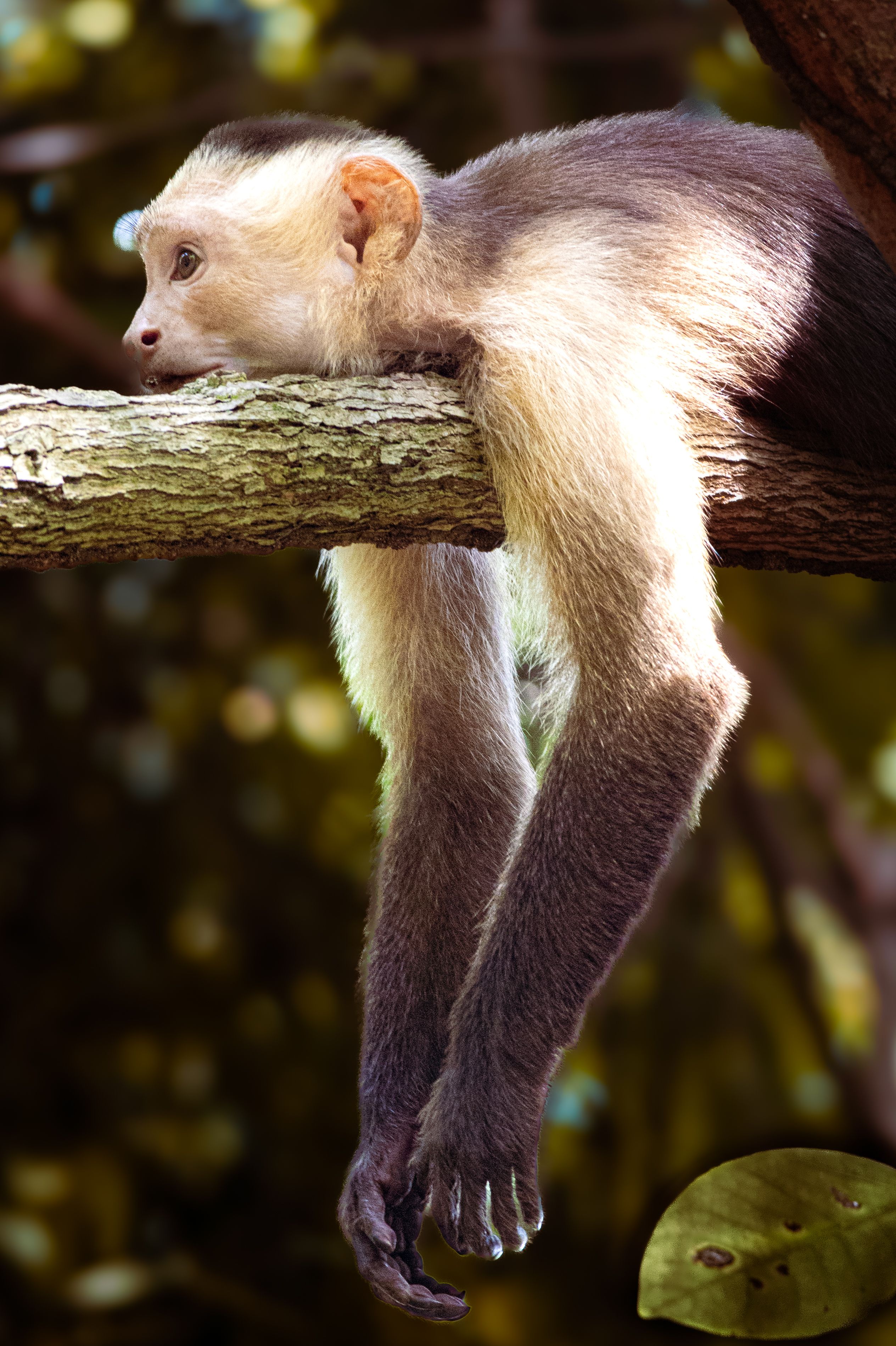 Monkeyapp+Xp+Nutter Photos, Download The BEST Free Monkeyapp+Xp+Nutter ...