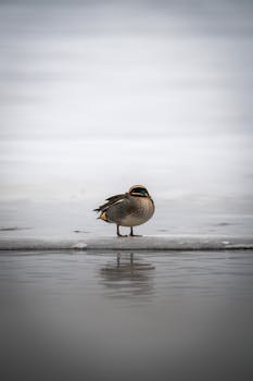 A teal duck stands alone on an icy lake, reflecting in cold winter waters.