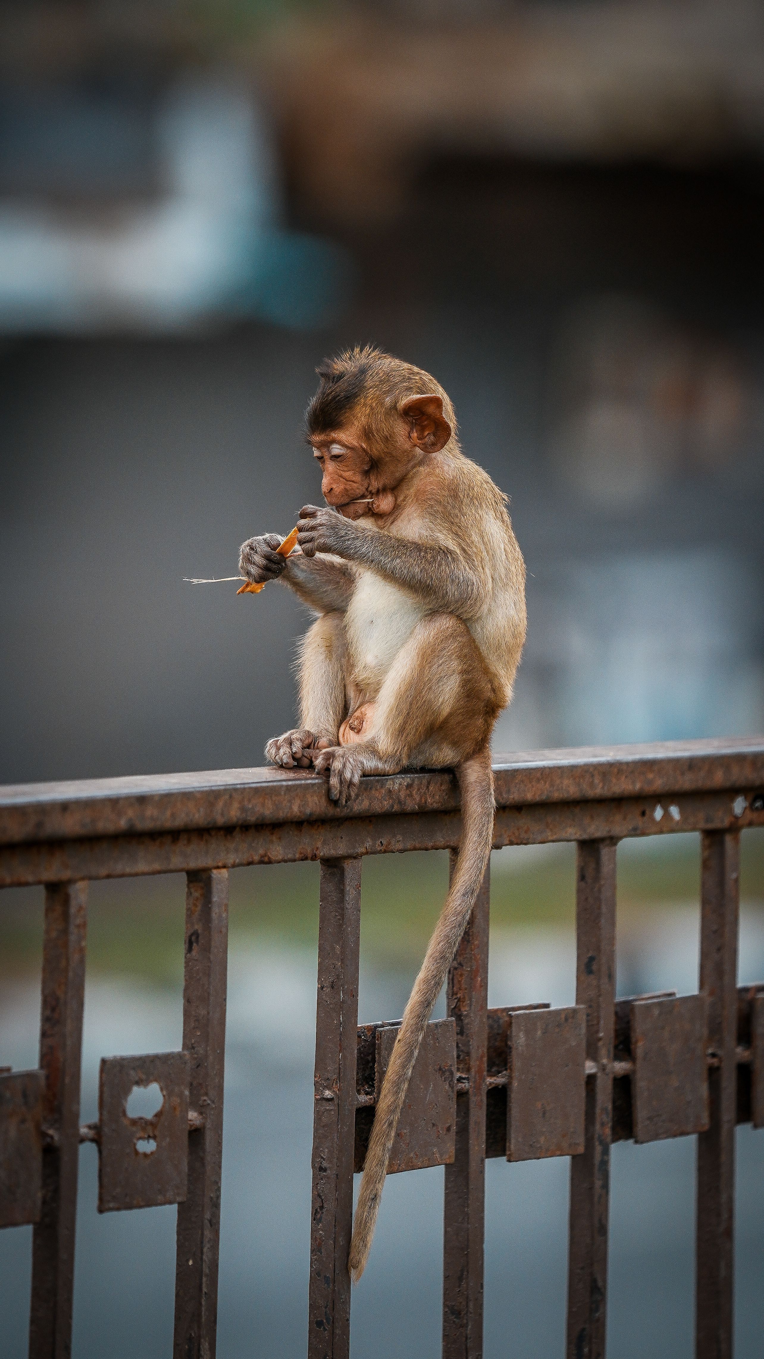 Young Monkey Sitting on Rusty Metal Rail · Free Stock Photo