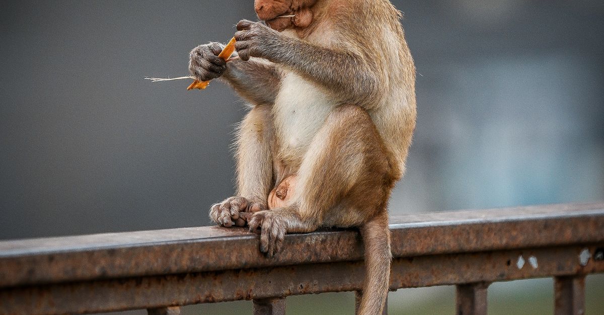 Rusted Monkey Young Monkey Sitting on Rusty Metal Rail · Free Stock Photo