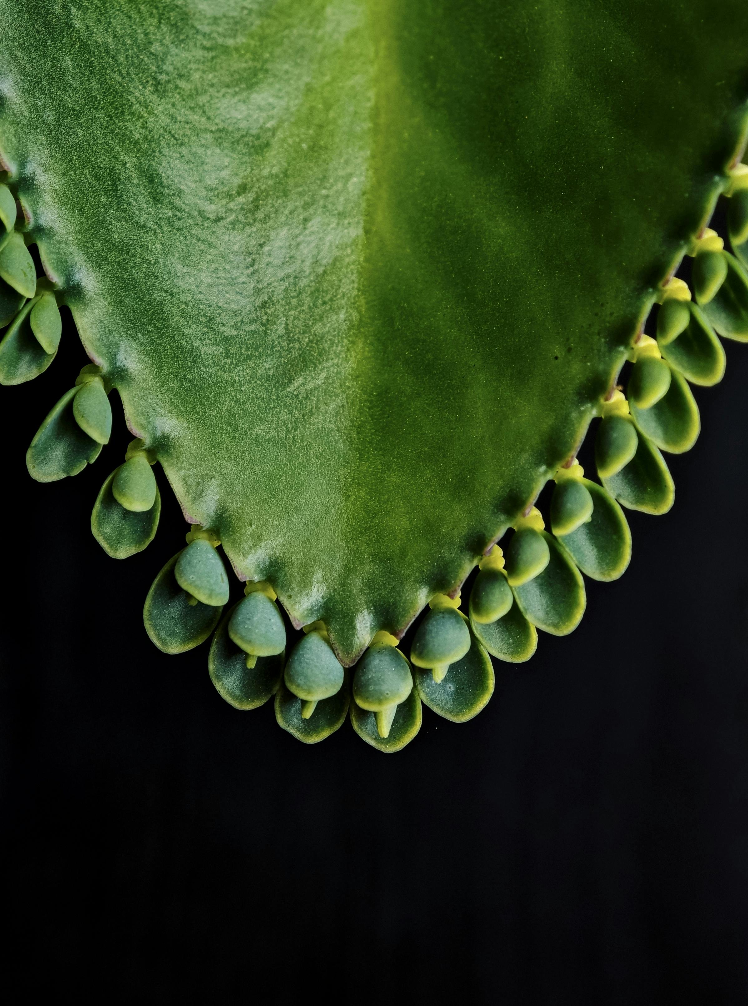 ingyenes Részletes közeli kép egy zöld pozsgás levélről, amelyen rügyező növekedés látható sötét háttér előtt. Stockfotó