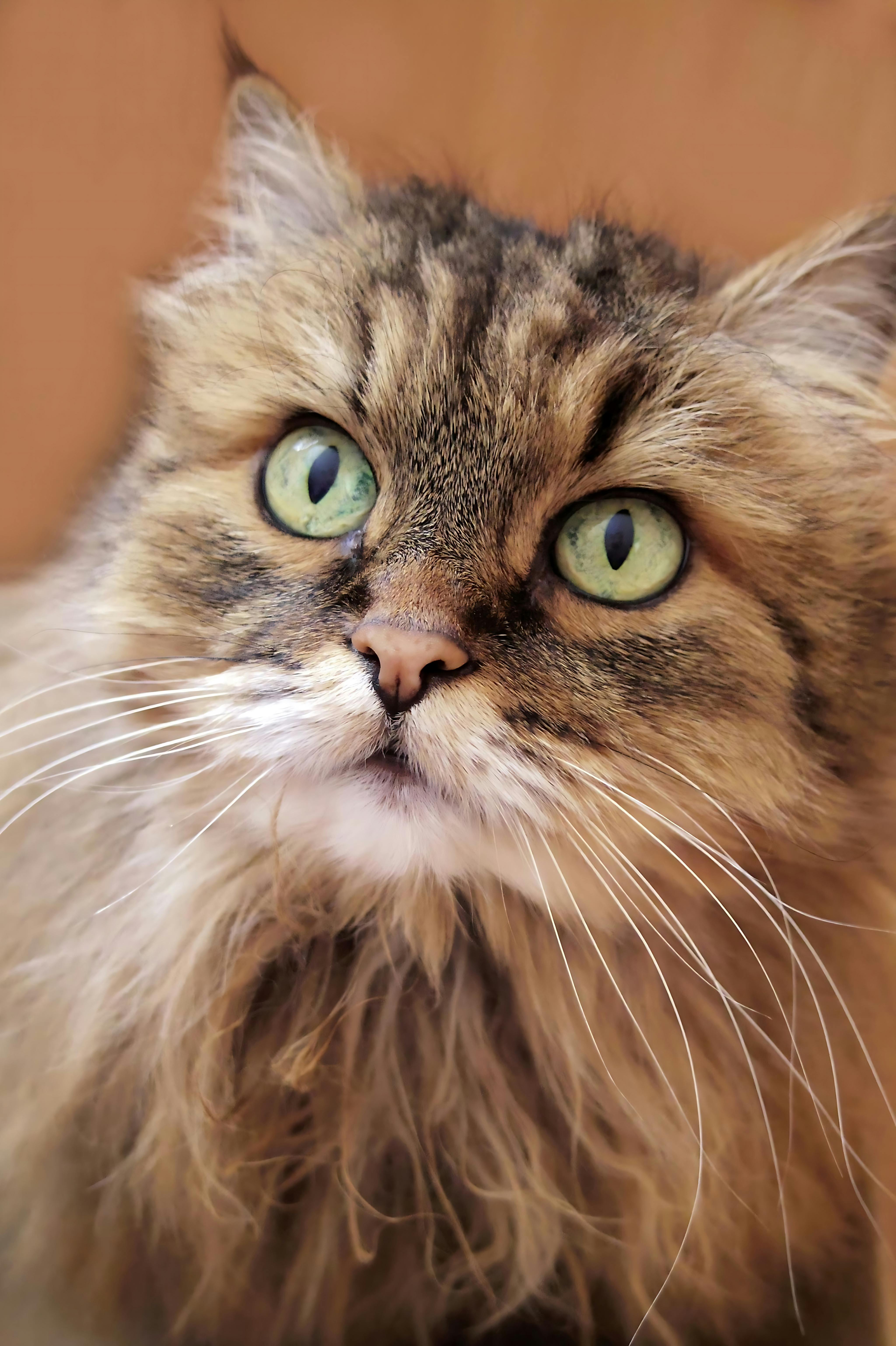 gratis Close-up van een pluizige Perzische kat met expressieve groene ogen. Stockfoto