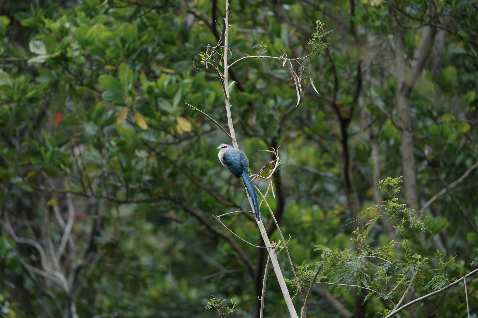 Bunter Vogel sitzt auf einem Ast im leuchtend grünen Wald von Da Nang, Vietnam.