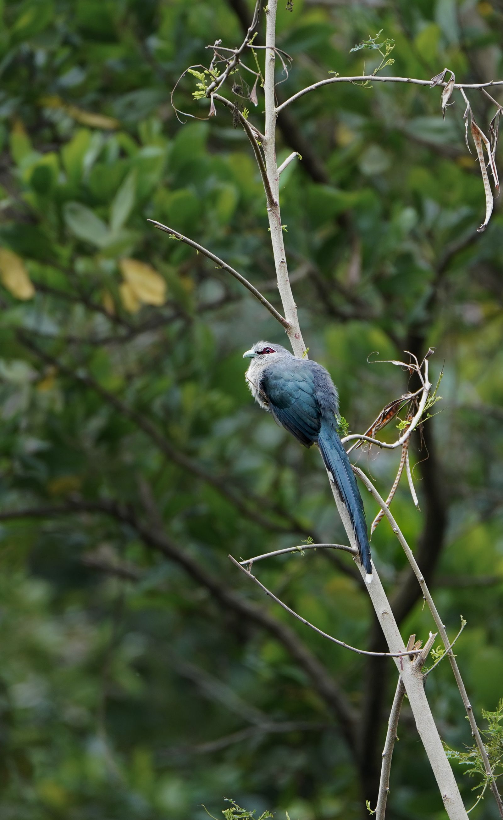 Birdwatching Paradise: Son Tra's Vibrant Avian Species