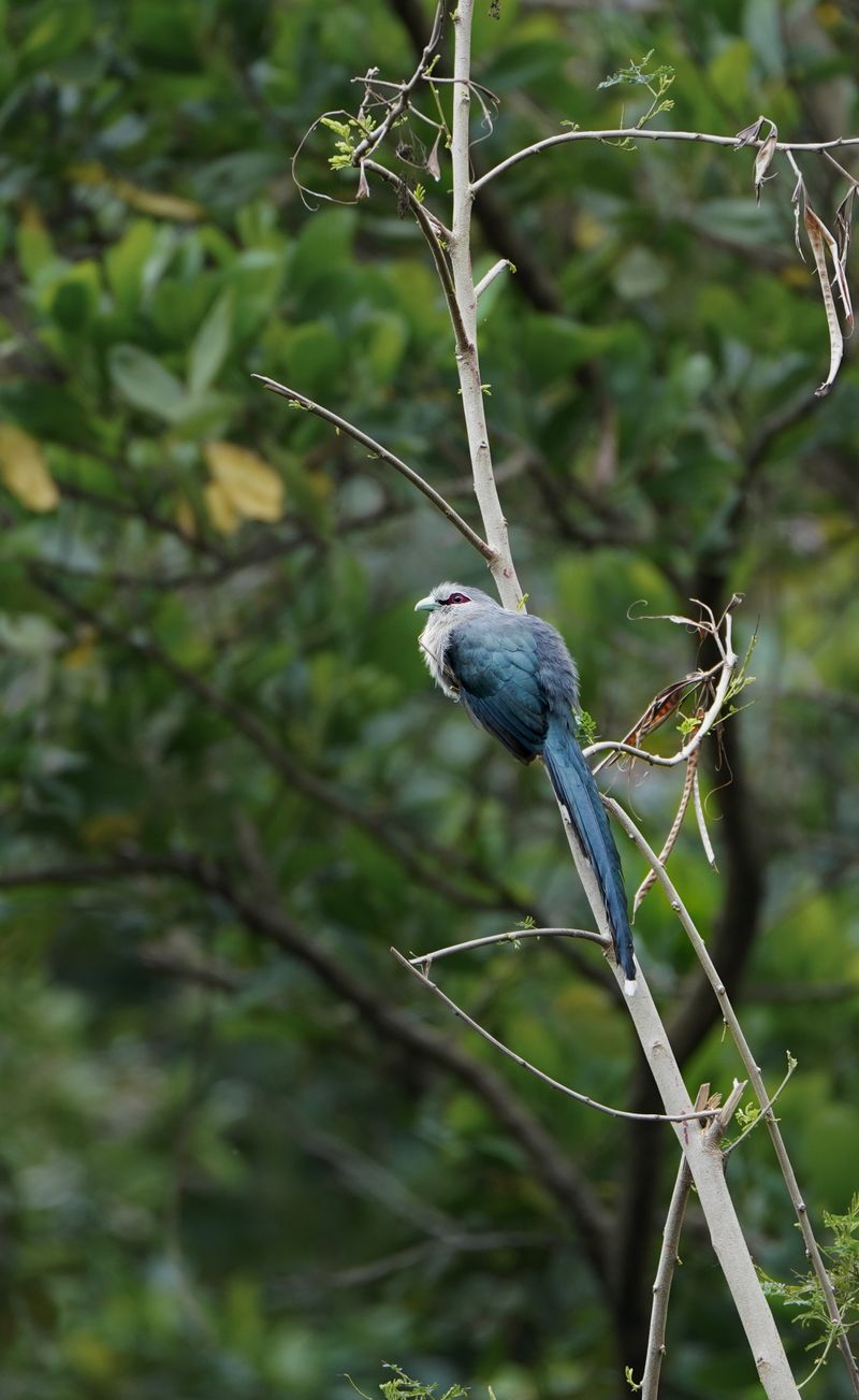 Birdwatching Paradise: Son Tra's Vibrant Avian Species
