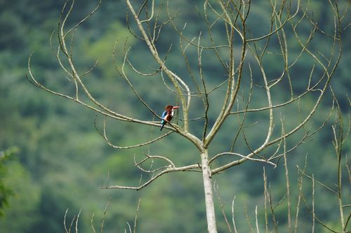 Free Kingfisher perched on a bare tree against a lush green backdrop in Da Nang, Vietnam. Stock Photo