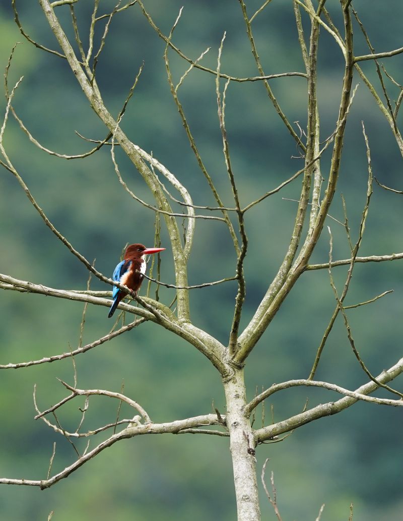 Conservation in Action: Protecting Son Tra's Biodiversity