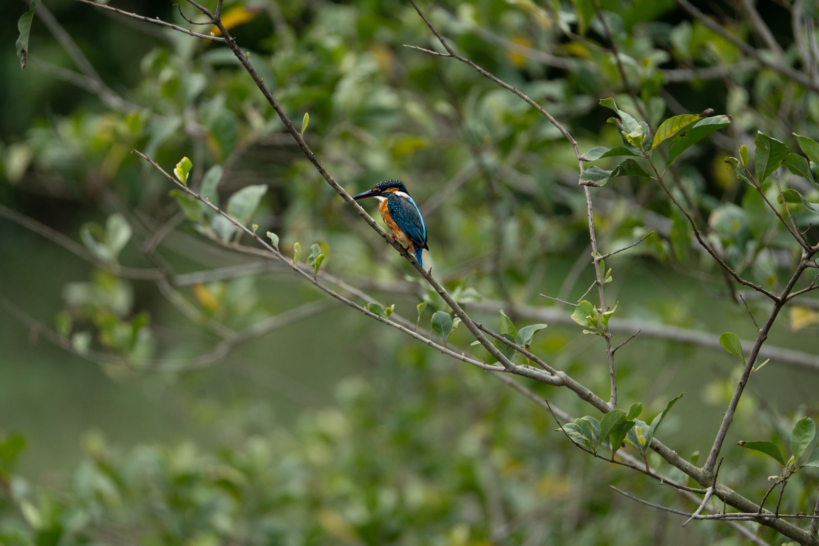 The Jewel of Da Nang: Kingfishers of Son Tra
