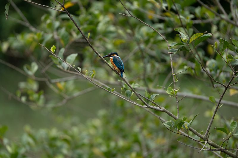 The Jewel of Da Nang: Kingfishers of Son Tra