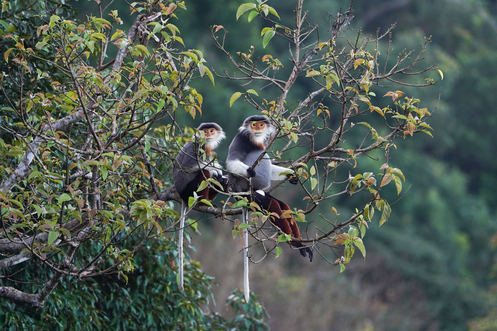 Meet the Red-Shanked Douc: Vietnam's Most Colorful Primate