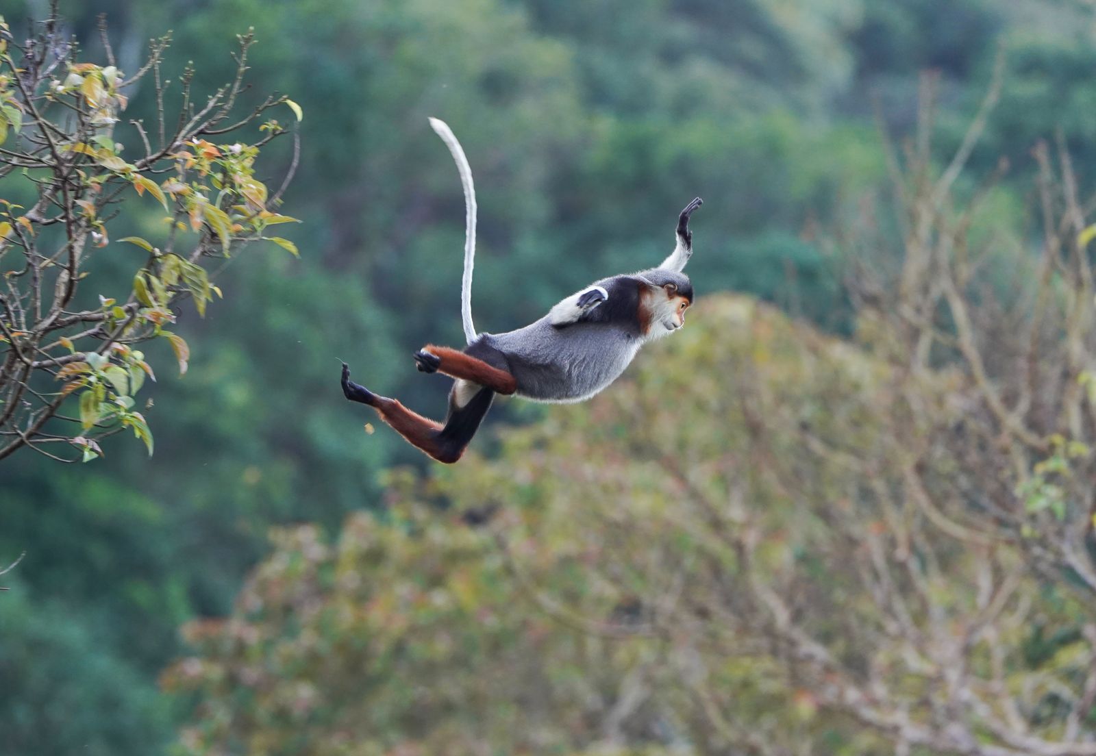 Wildlife Photography Tips: Capturing Langurs in Action