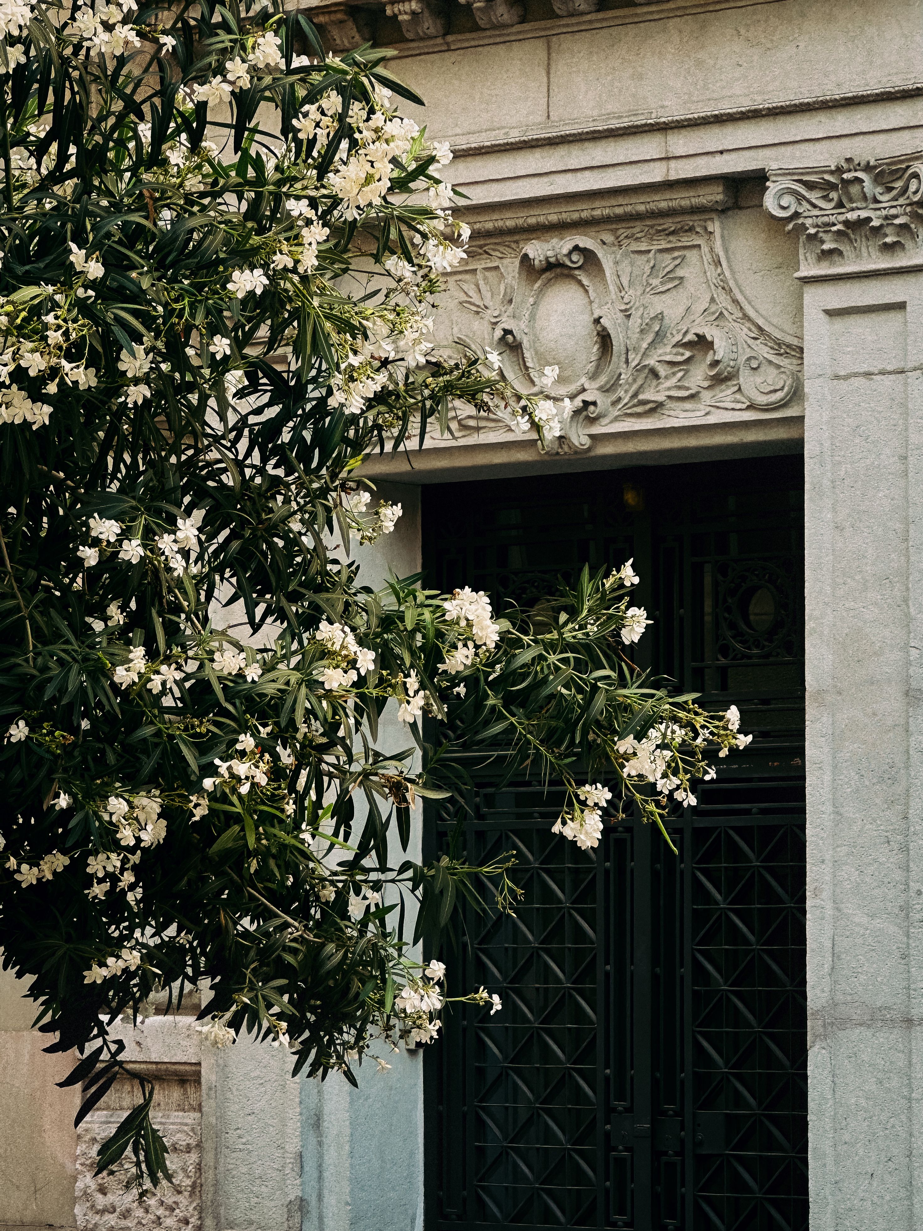Architectural detail with blooming oleander in front of a historic building in Valencia, Spain.