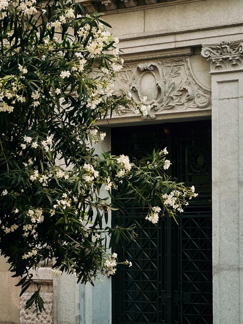 Architectural detail with blooming oleander in front of a historic building in Valencia, Spain.
