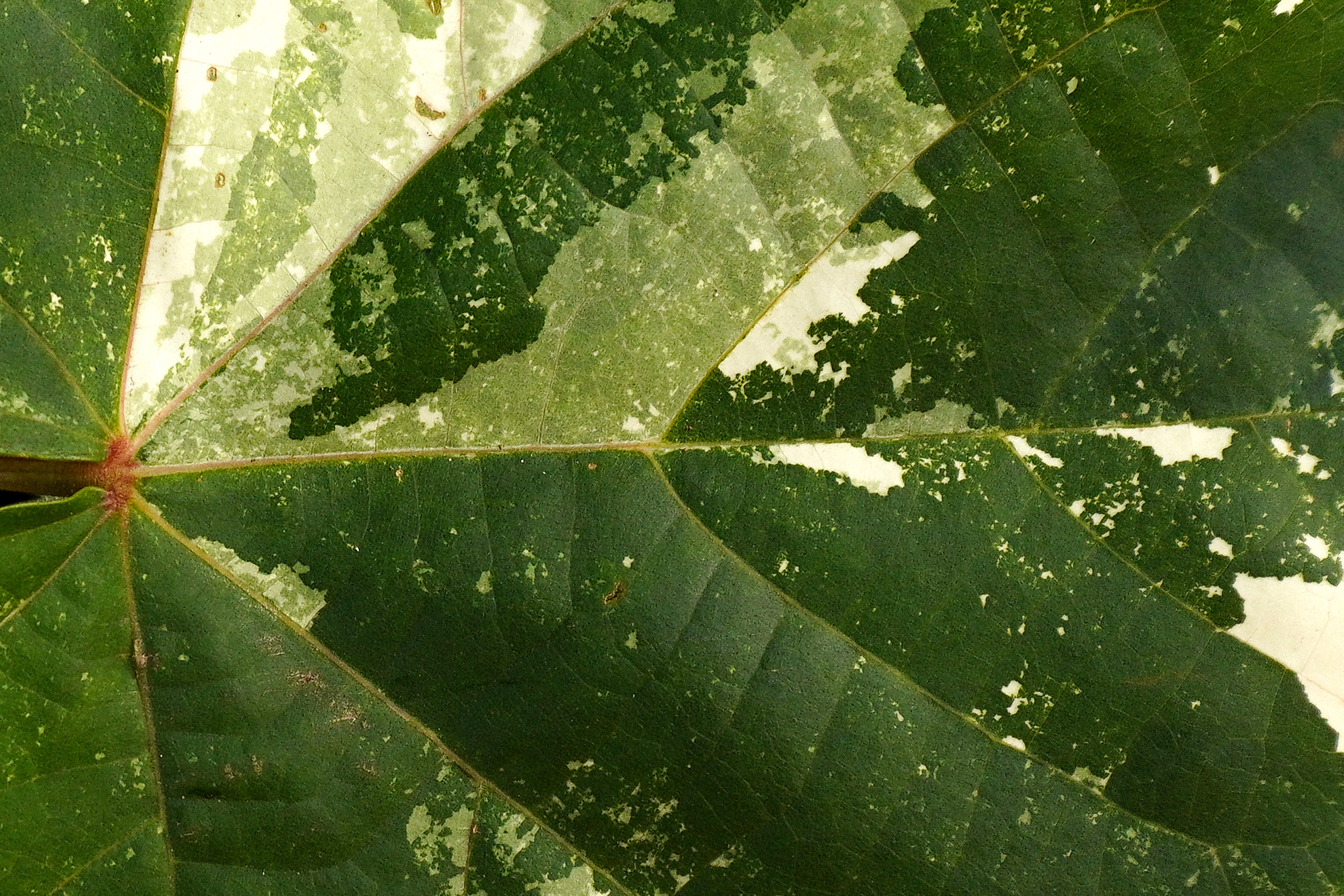 Close-Up of Variegated Green Leaf with Veins · Free Stock Photo