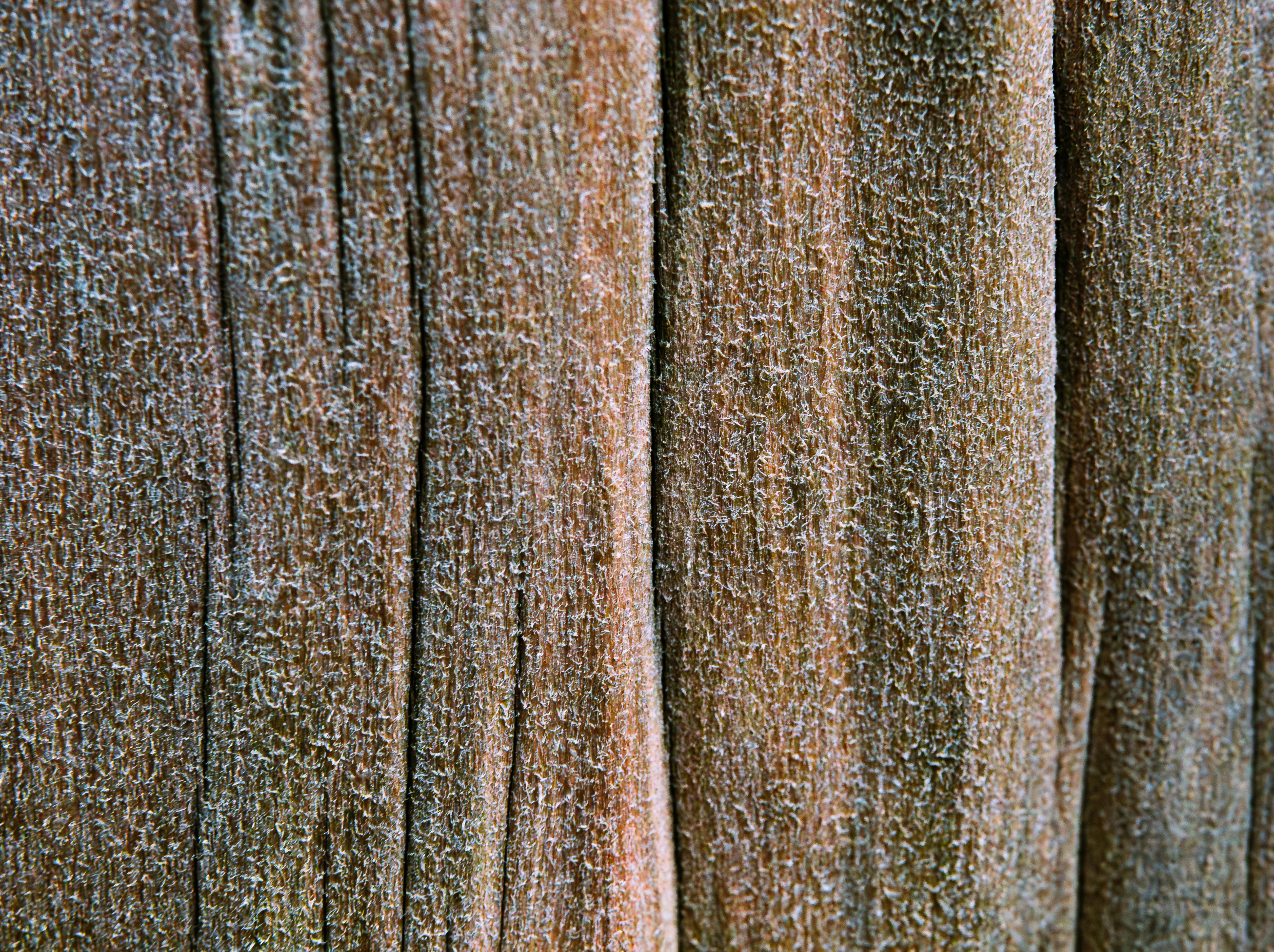Gratis Detaljert nærbilde av frostet trebarktekstur om vinteren. Arkivbilde
