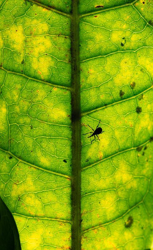 Free Macro shot of insect silhouette on a sunlit leaf showing detailed vein pattern. Stock Photo