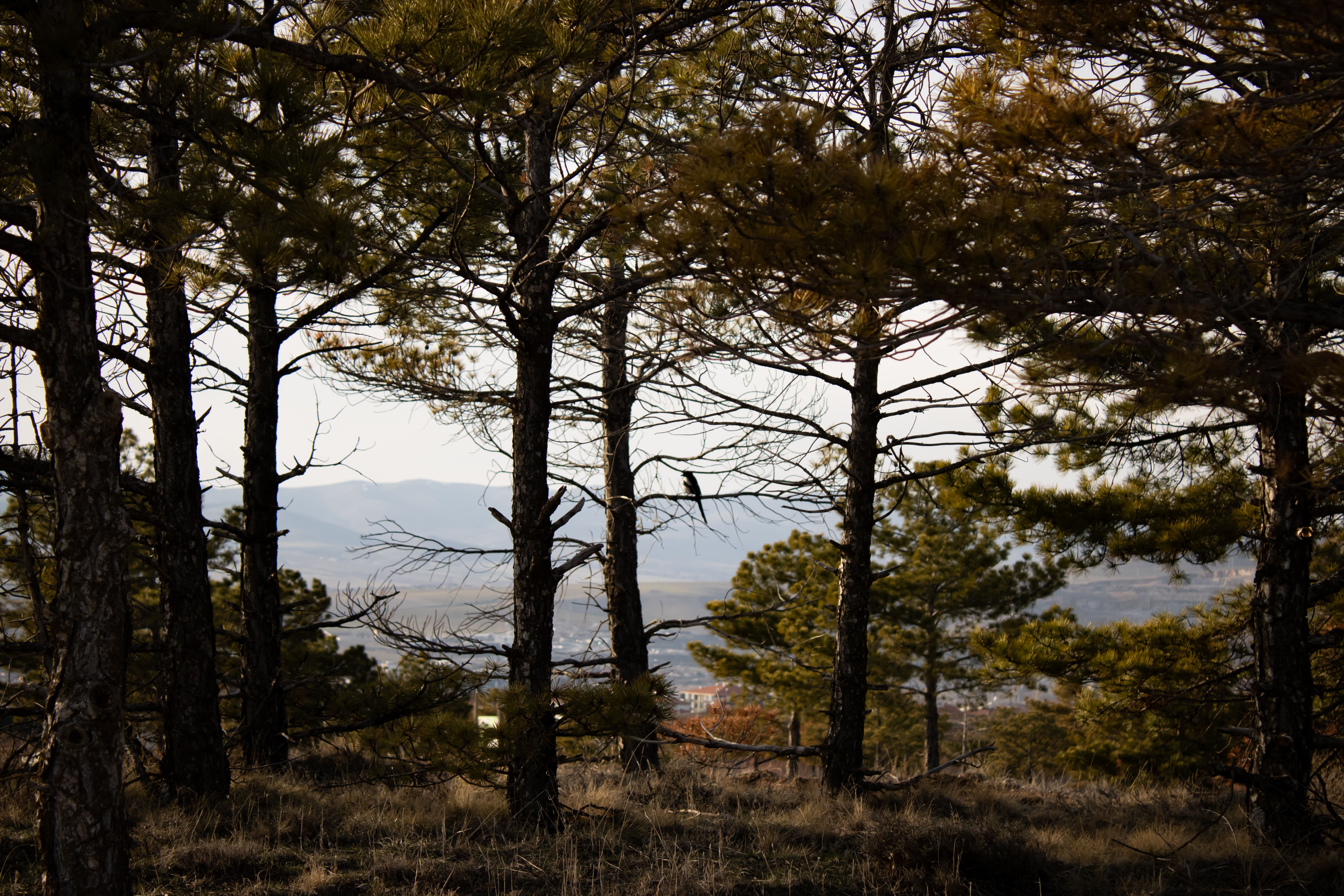 Scenic Forest View with Pine Trees and Mountains · Free Stock Photo