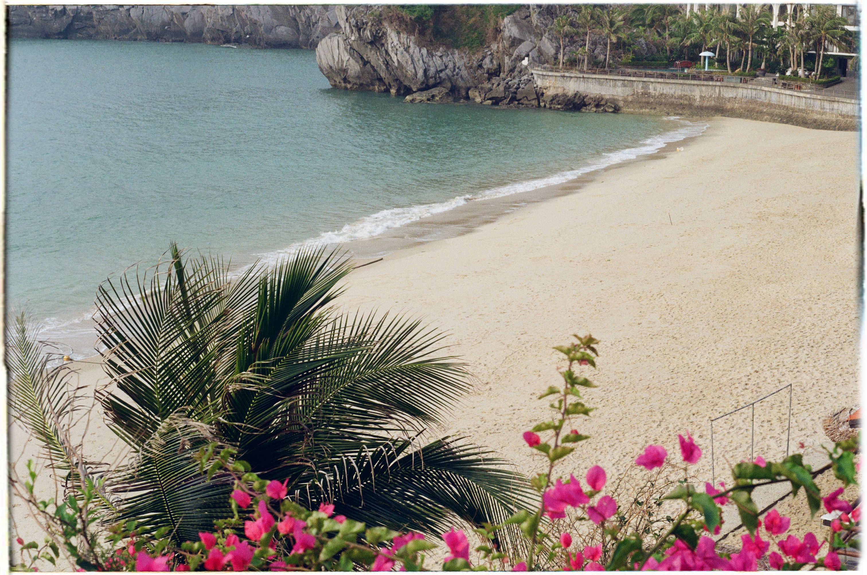 Tropical Beach with Palm Trees and Pink Flowers · Free Stock Photo