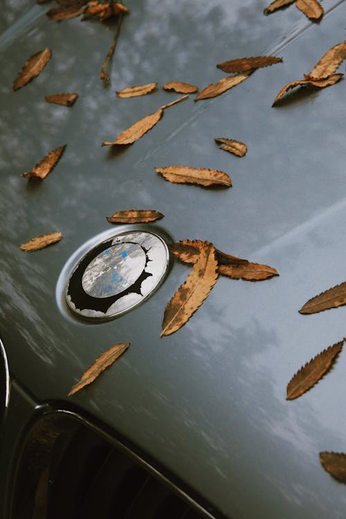 Free Brown Dry Leaves On Car Hood Stock Photo