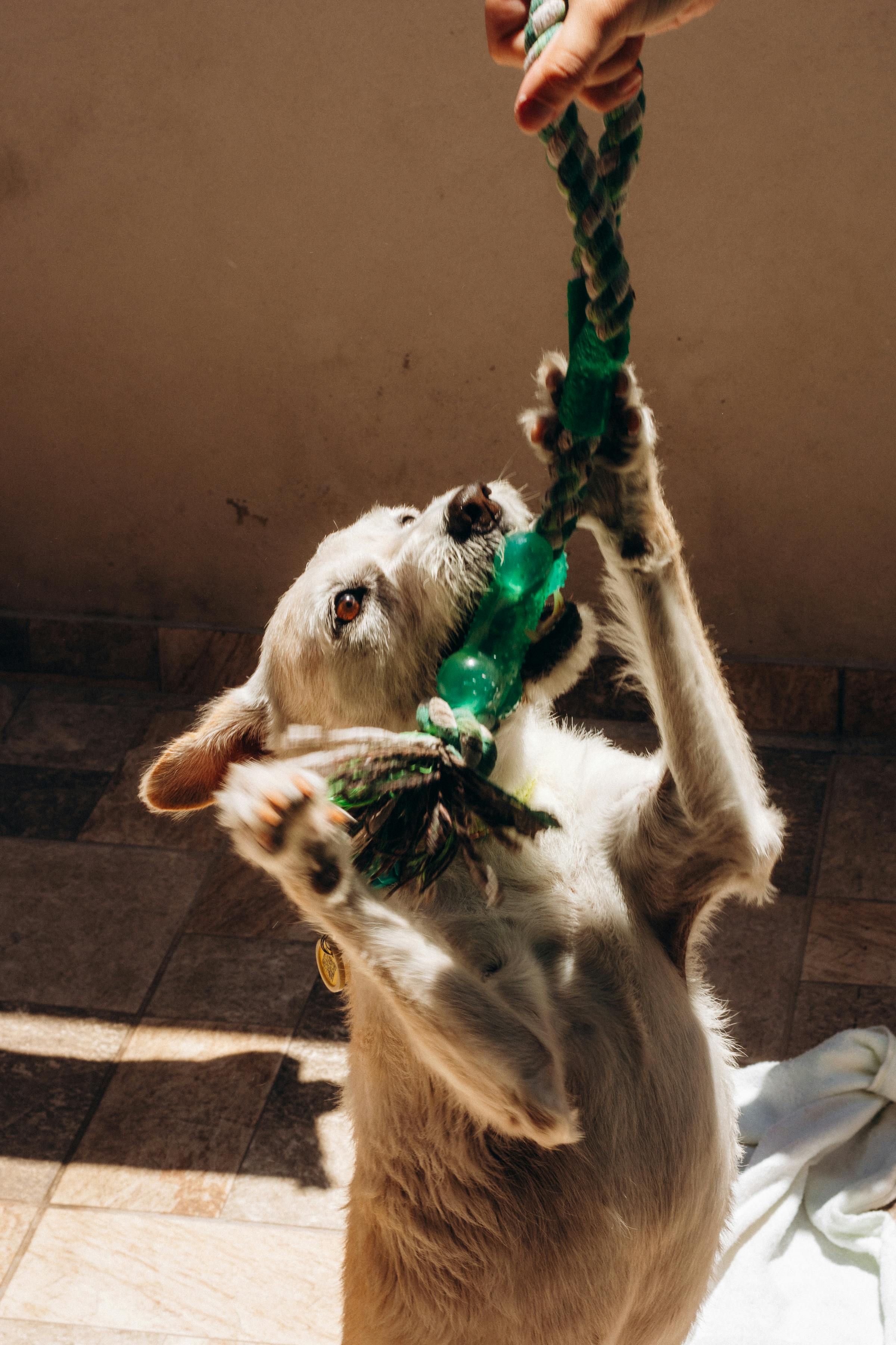 Zadarmo Temperamentný pes sa energicky hrá v interiéri na preťahovanie lanom. Fotka z fotobanky