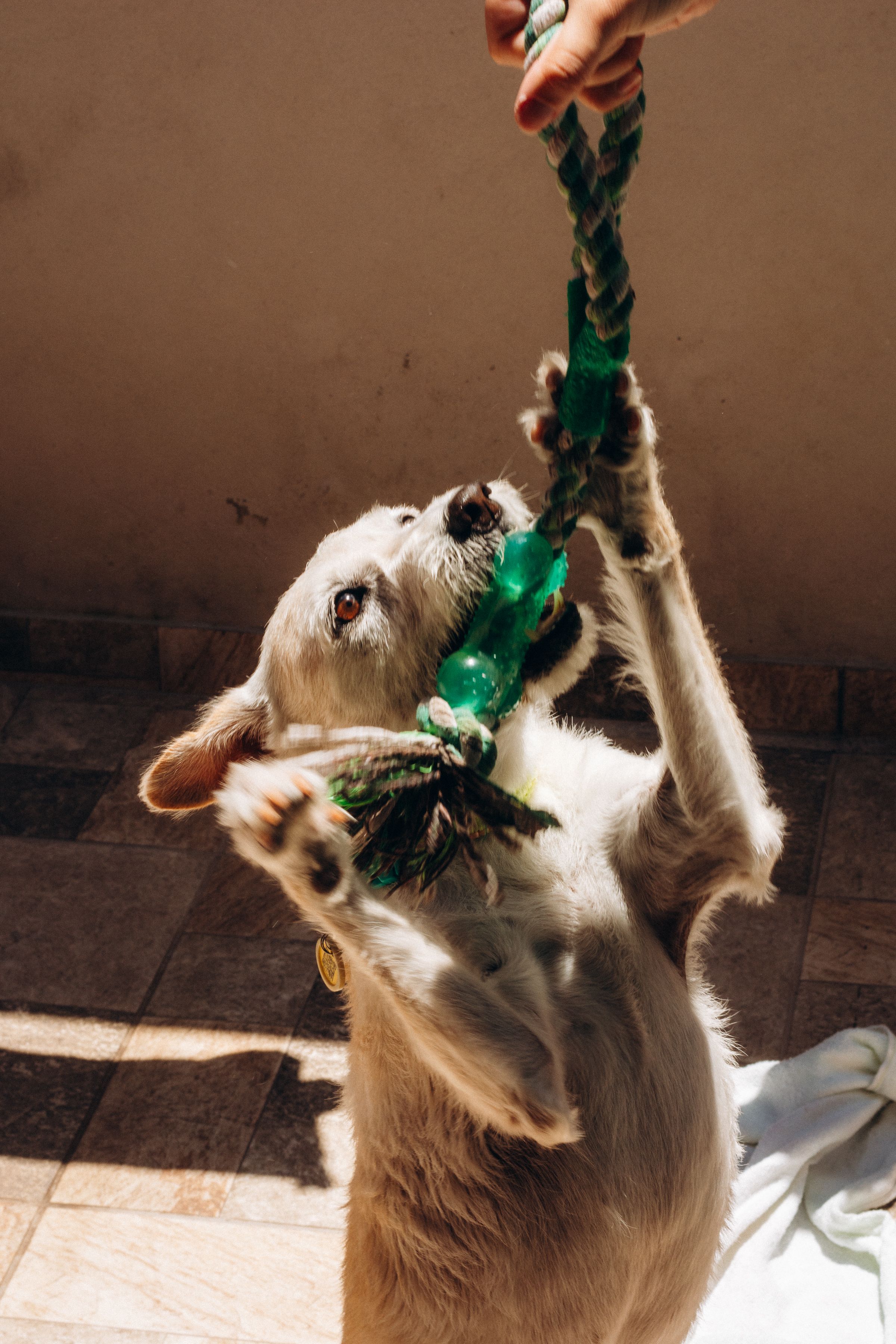Dog Biting Rope of Person Holding Rope · Free Stock Photo