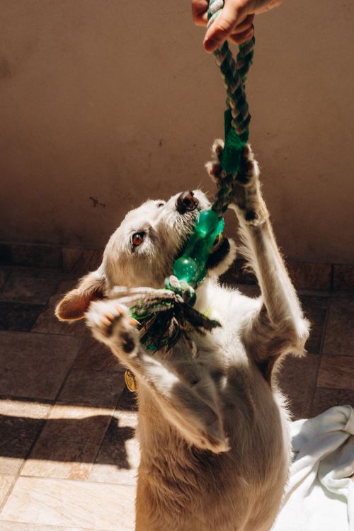 Animals Bite Ropes Dog Biting Rope of Person Holding Rope · Free Stock Photo