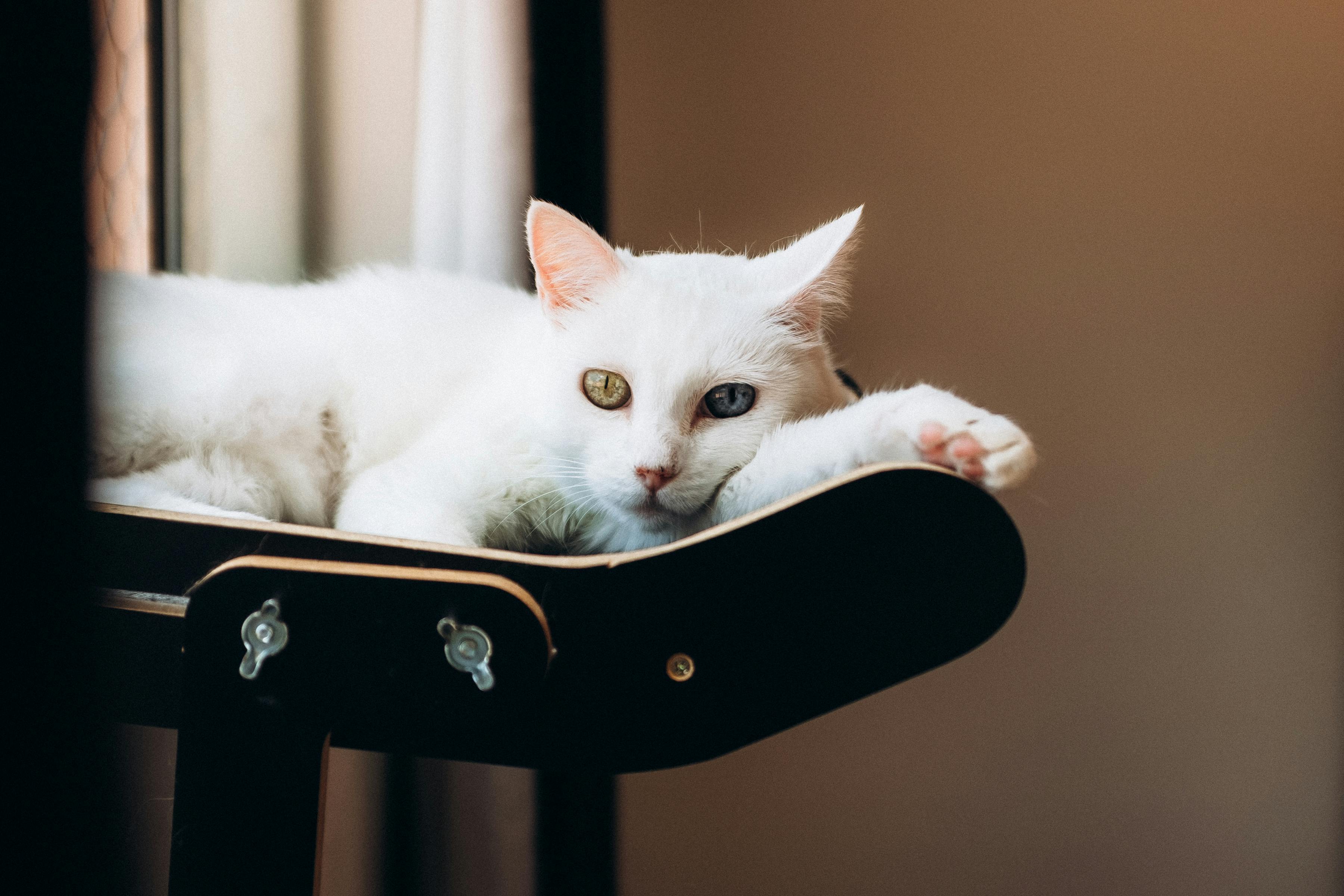 Безкоштовне Спокійний білий кіт з гетерохромією відпочиває на сонячному підвіконні в приміщенні. стокове фото