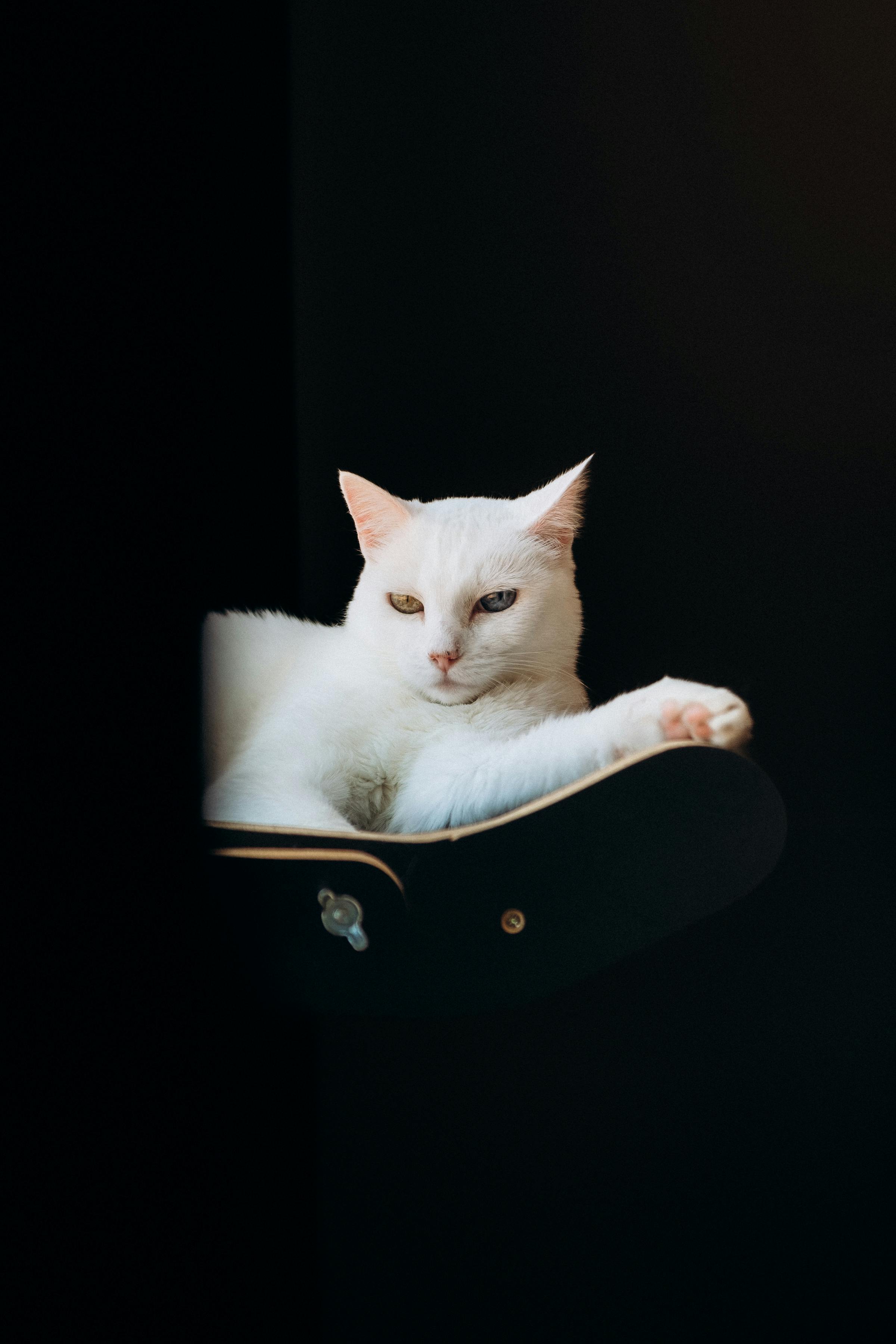 gratis Een kalme witte kat die languit ligt in een donkere, minimalistische omgeving en elegantie en rust uitstraalt. Stockfoto