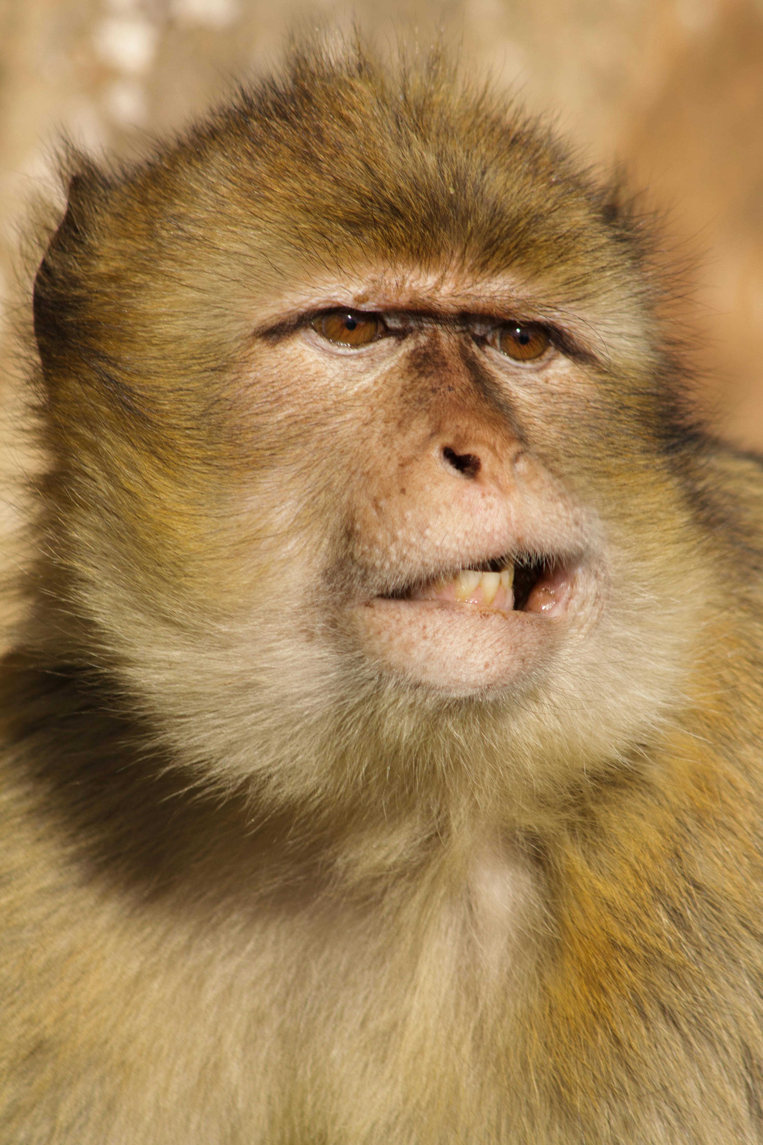 grátis Foto profissional grátis de @exterior, 4k, alegre Foto profissional