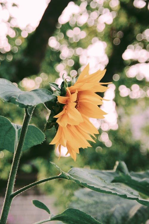 Yellow Flower in Tilt Shift Lens