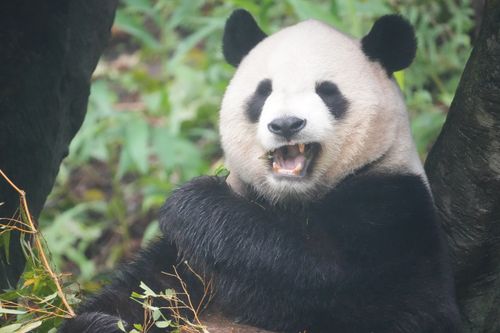 Free A playful giant panda enjoying bamboo in a lush outdoor setting, exhibiting natural behavior. Stock Photo