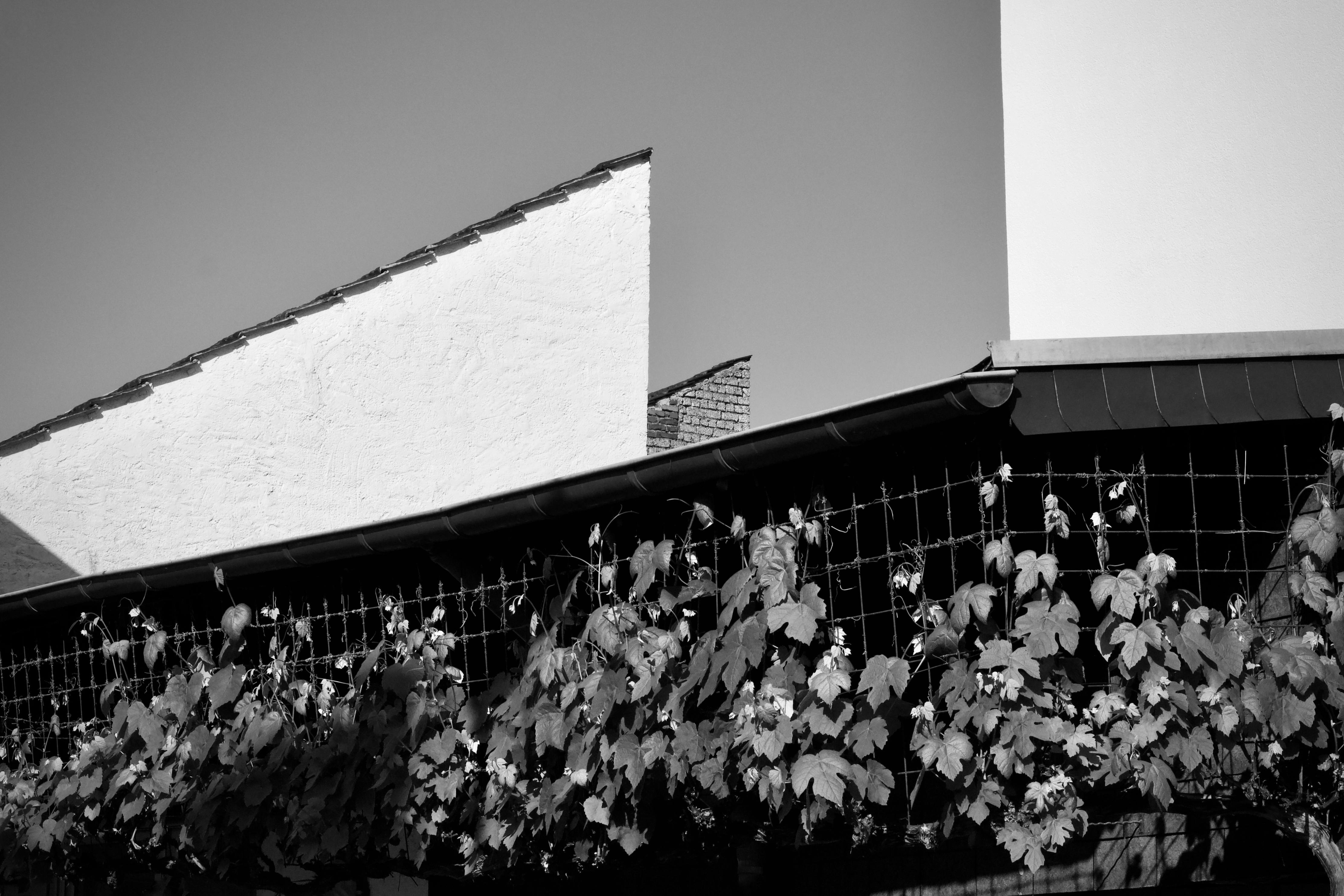 grátis Foto profissional grátis de @exterior, a natureza encontra a arquitetura, abstrair Foto profissional