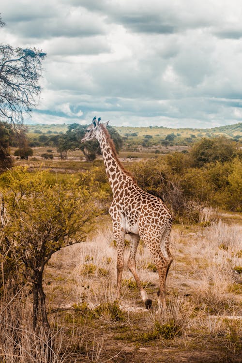 Photo of A Giraffe