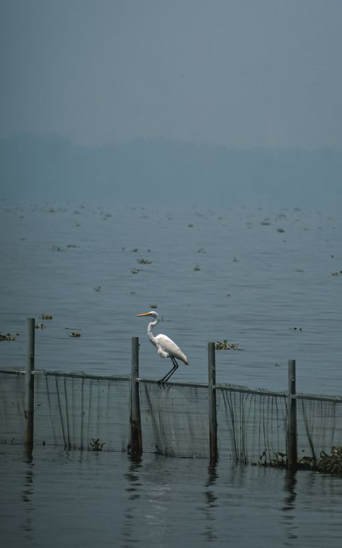 Free A solitary egret perches on a fishing net in a calm, misty lakeside scene. Stock Photo