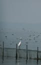 Solitary Egret Perched on Fence in Tranquil Lake