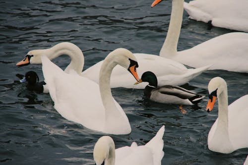 Ilmainen kuvapankkikuva tunnisteilla eläimet, järvi, joutsen