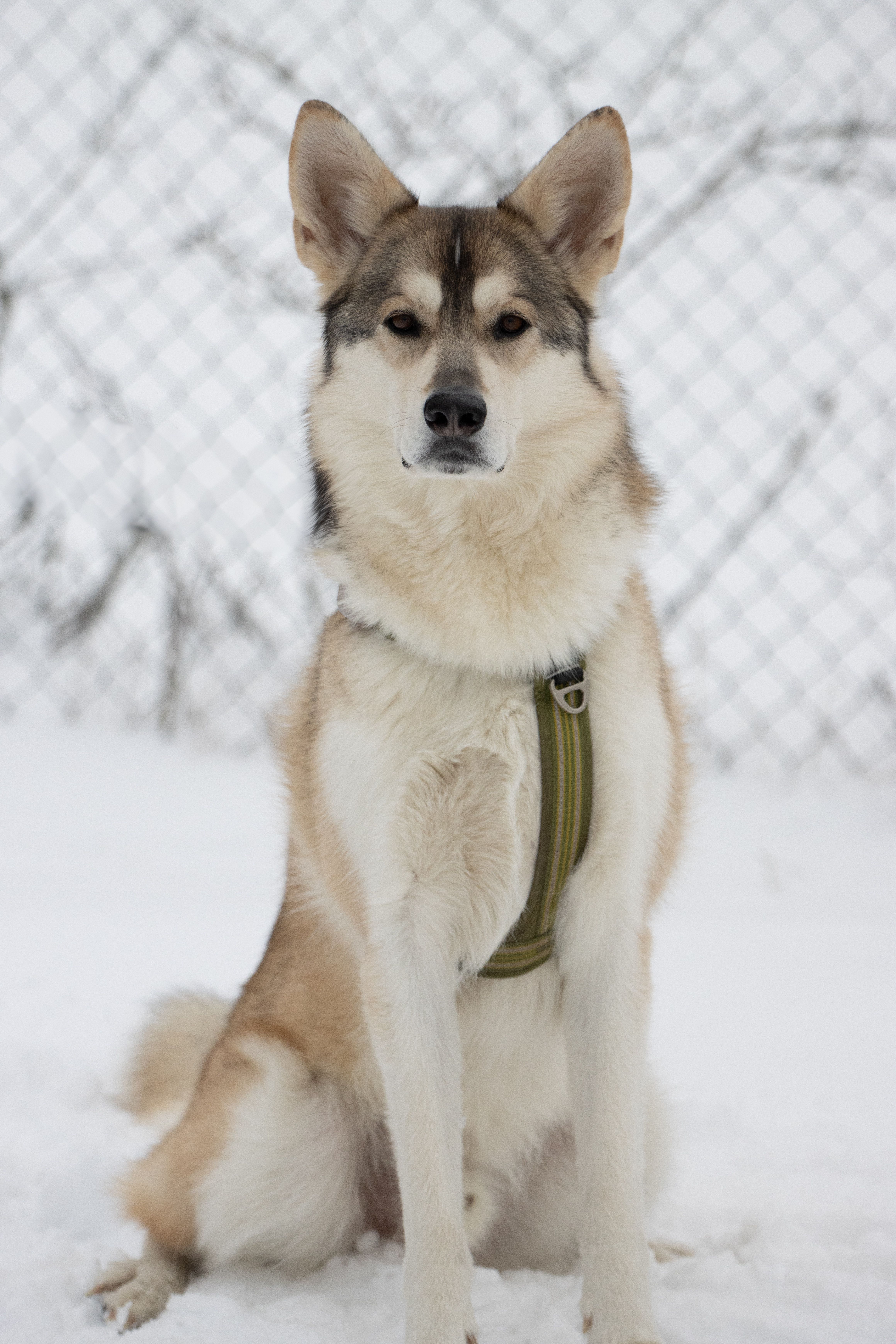 Siberian Husky Sitting in Snowy Landscape · Free Stock Photo