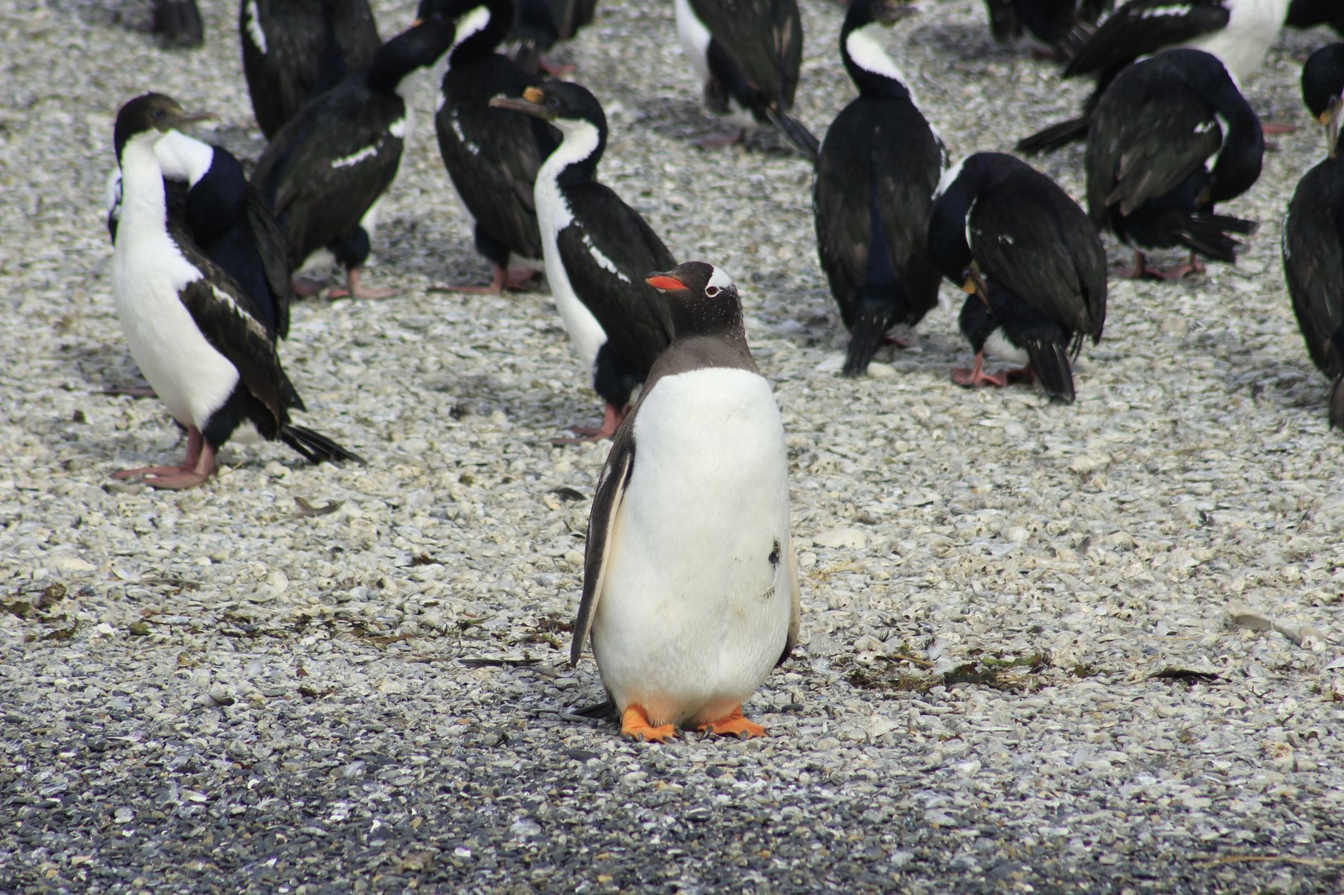 Antarctica, Antarctica