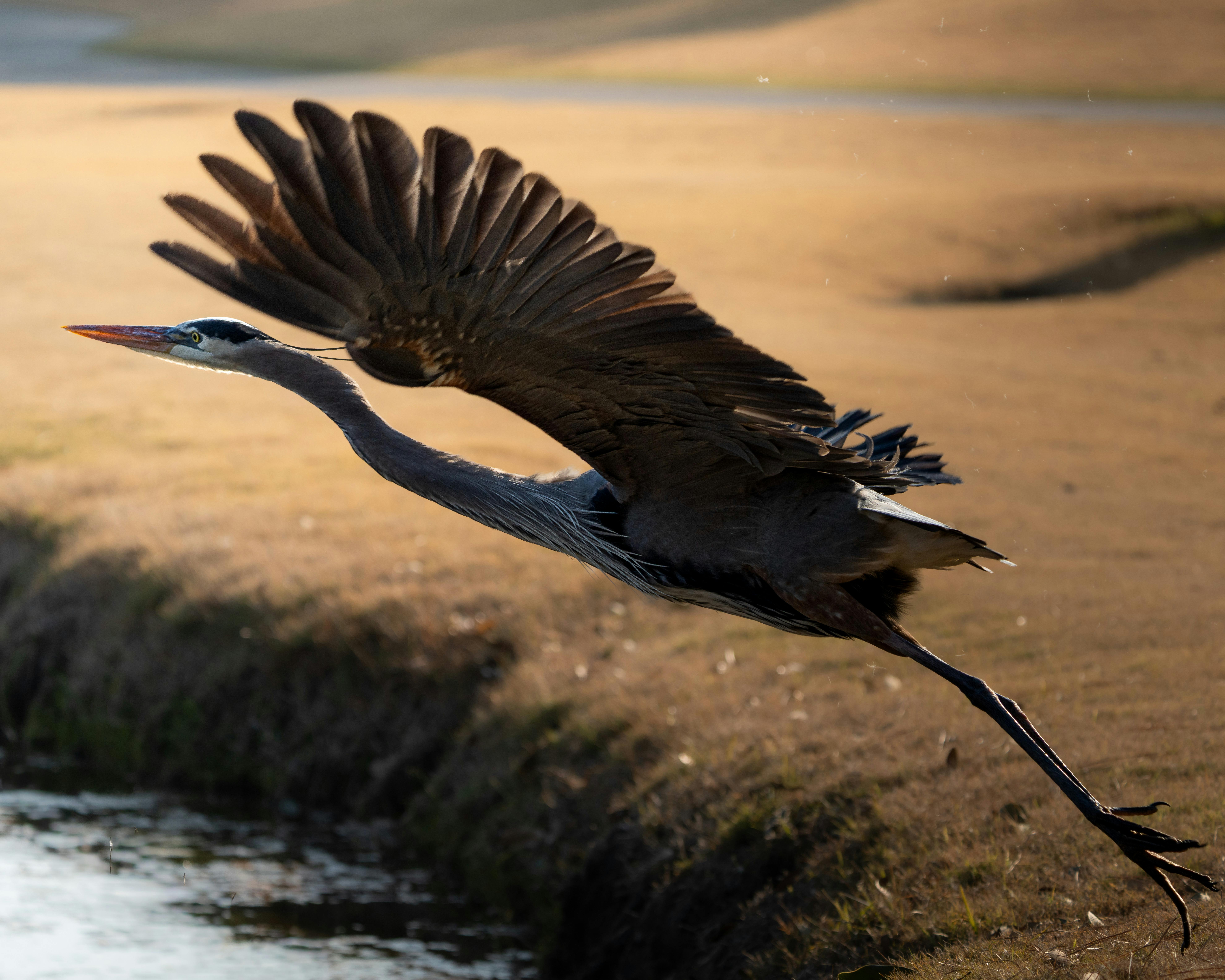 Nature sauvage