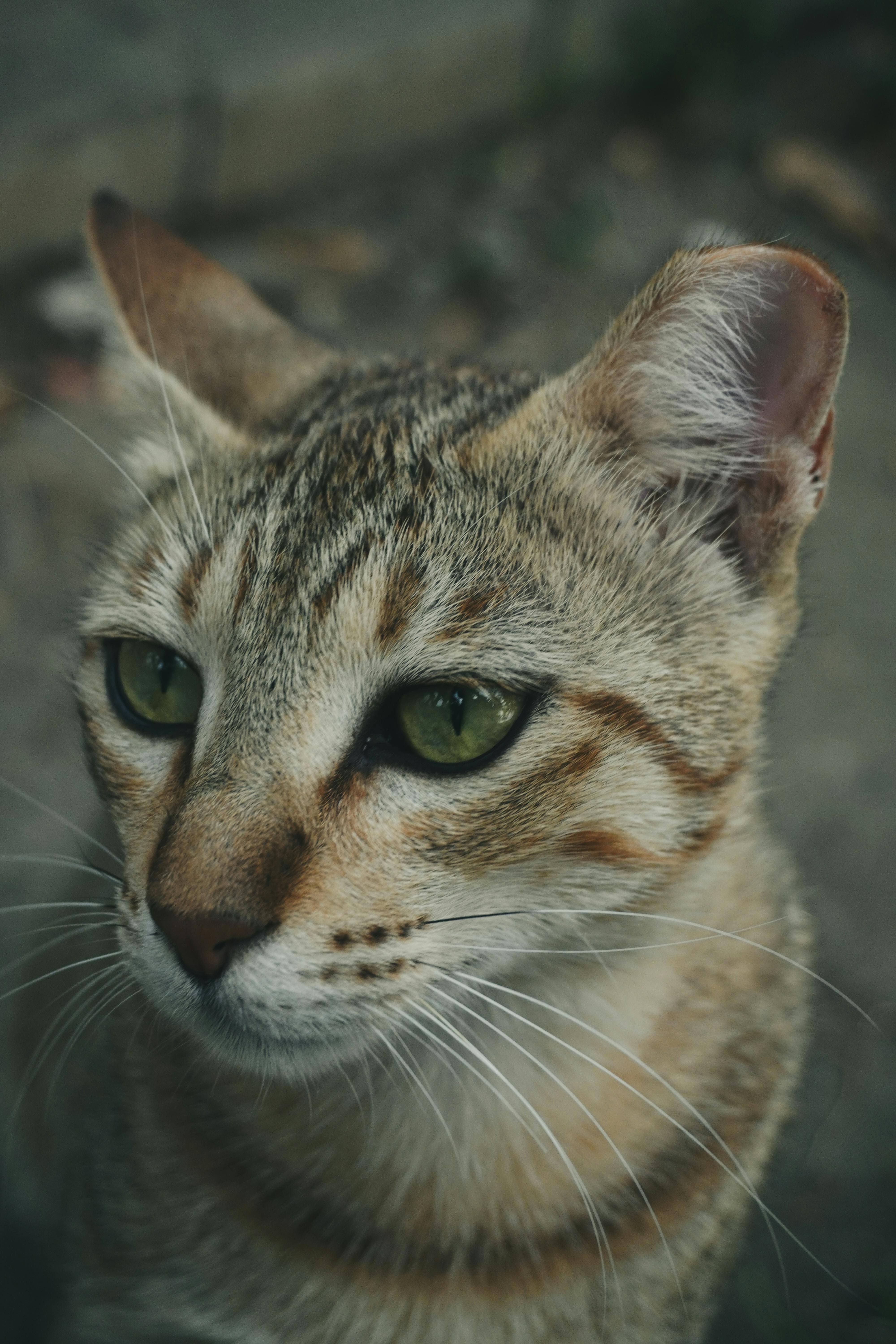 Gratis Foto close-up detail seekor kucing Bengal dengan mata hijau yang mencolok di lingkungan alami. Foto Stok
