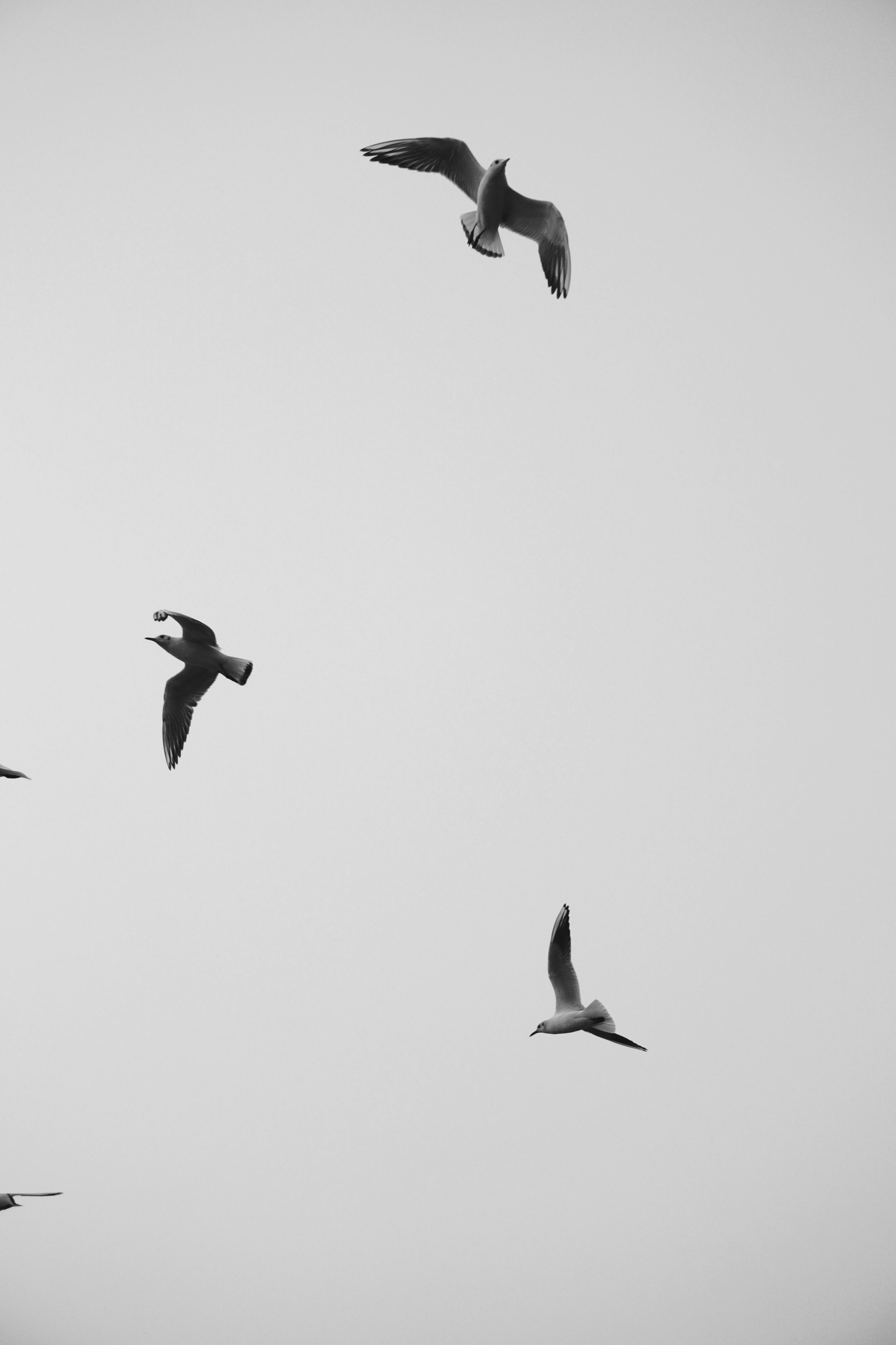 Free Timeless monochrome image of seagulls soaring gracefully against a clear sky. Stock Photo