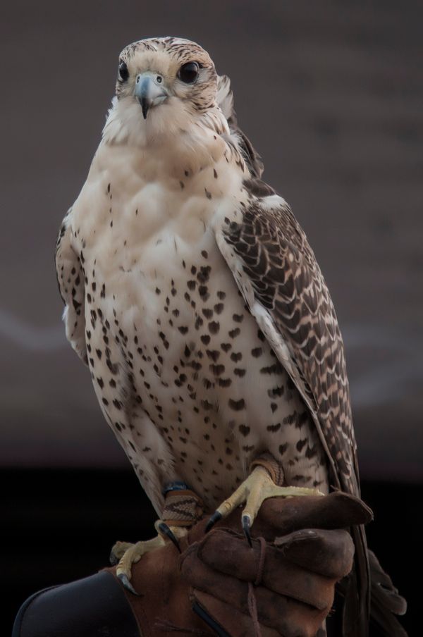 Strong Falcon Image Falcon Photos, Download The BEST Free Falcon Stock Photos & HD Images