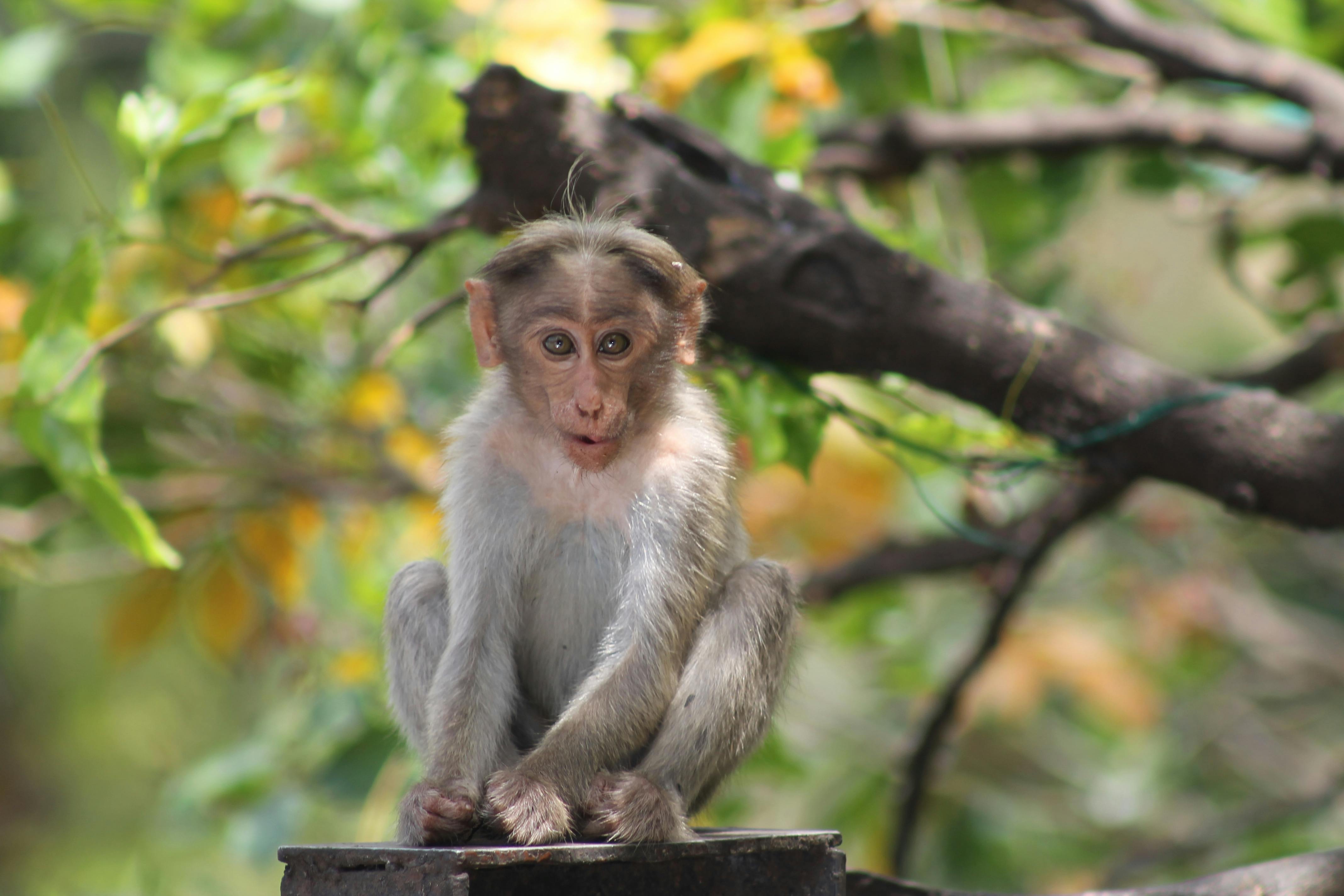 Free stock photo of monkey sitting