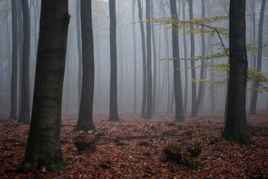 Explore a tranquil misty forest in autumn with tall trees surrounded by dense fog and fallen leaves.
