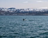 Whale Tail in Skjálfandi Bay, Iceland's Scenic Coast