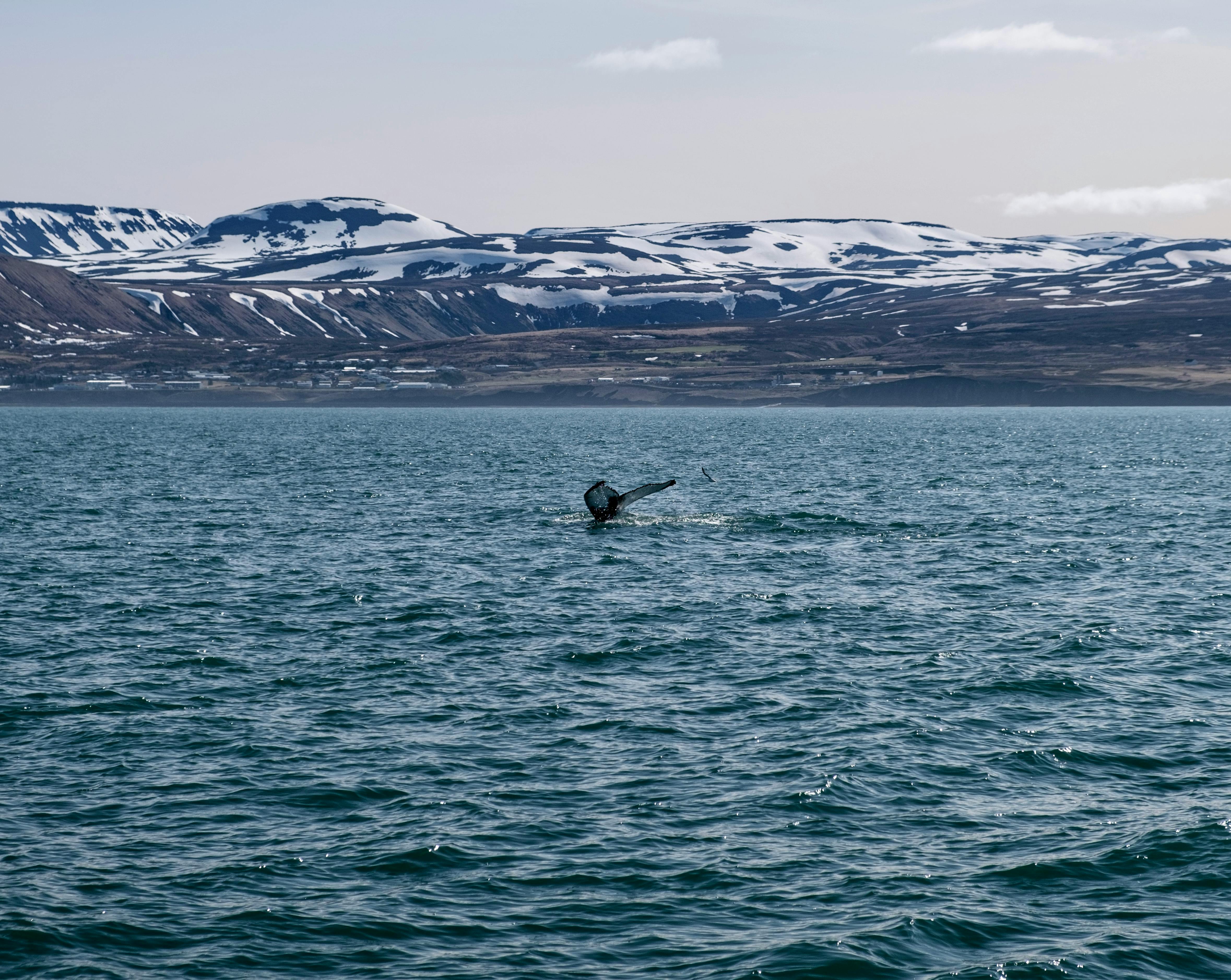 Whale Tail in Skjálfandi Bay, Iceland's Scenic Coast