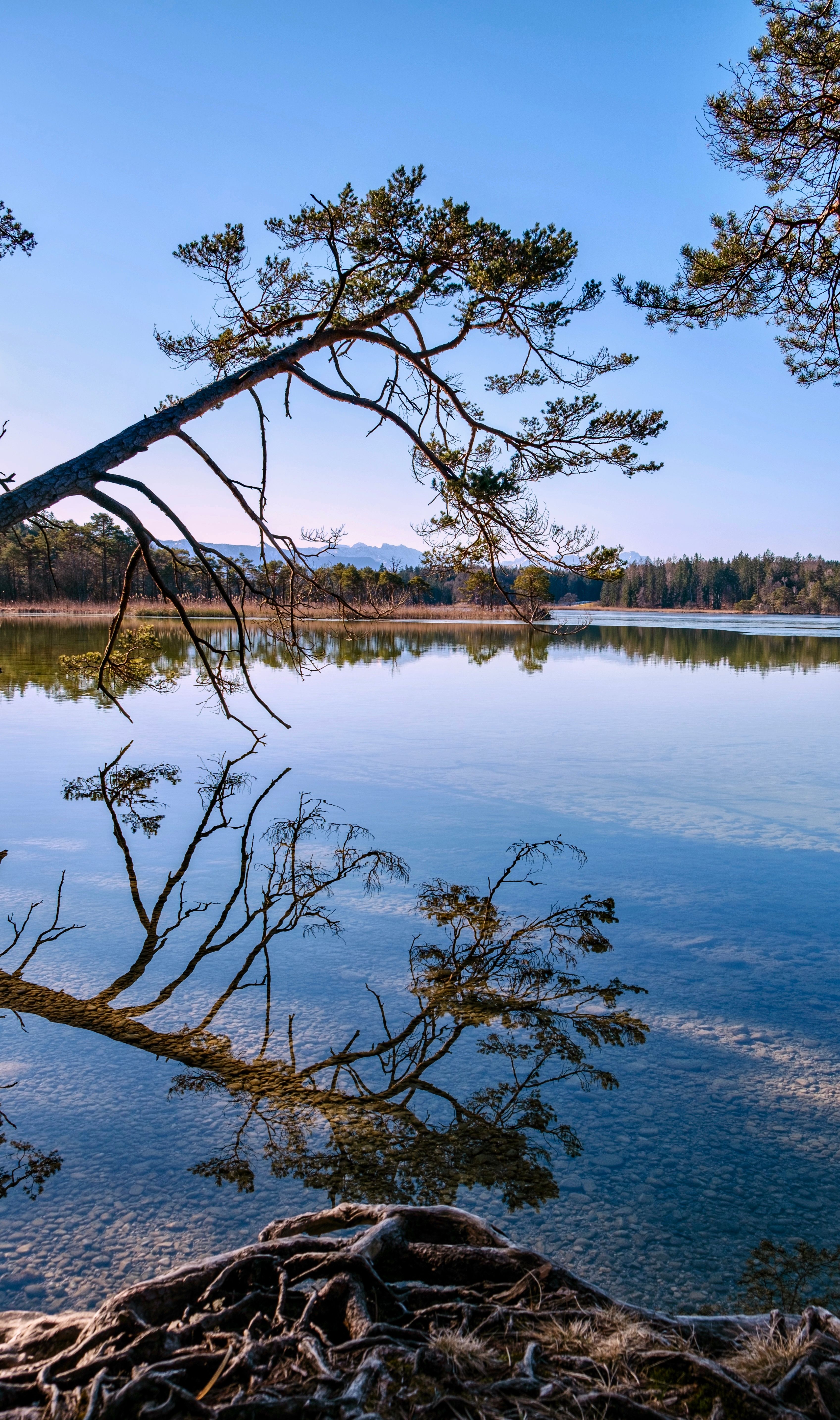 Tranquil lake scene with tree reflections at Seehausen am Staffelsee, Germany.